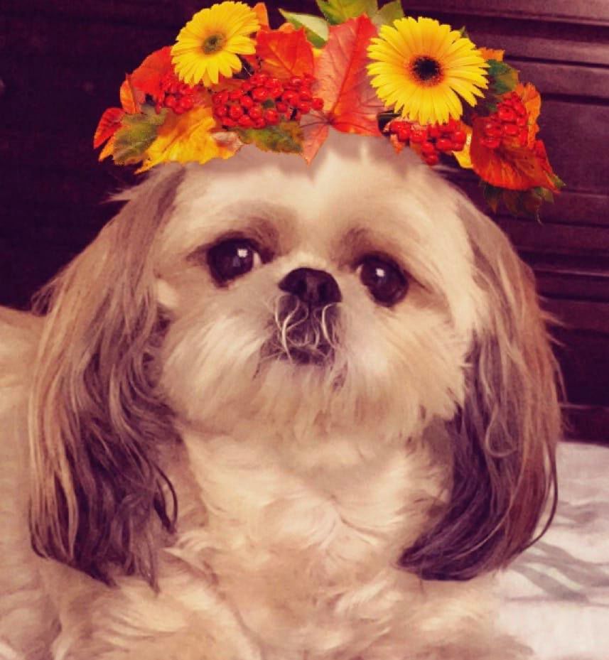 Readers pet photos